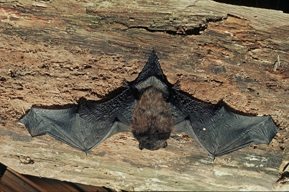 Long Tailed Bat